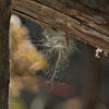 _A003435croofm.jpg